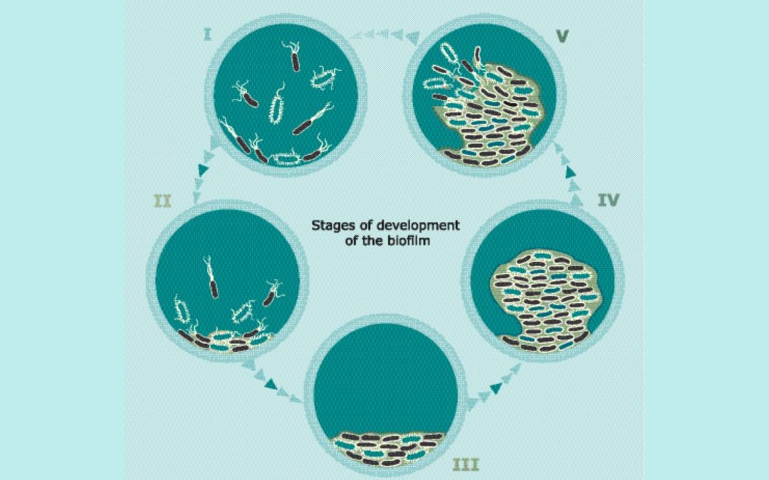 Biofilm and wound care: What to do?