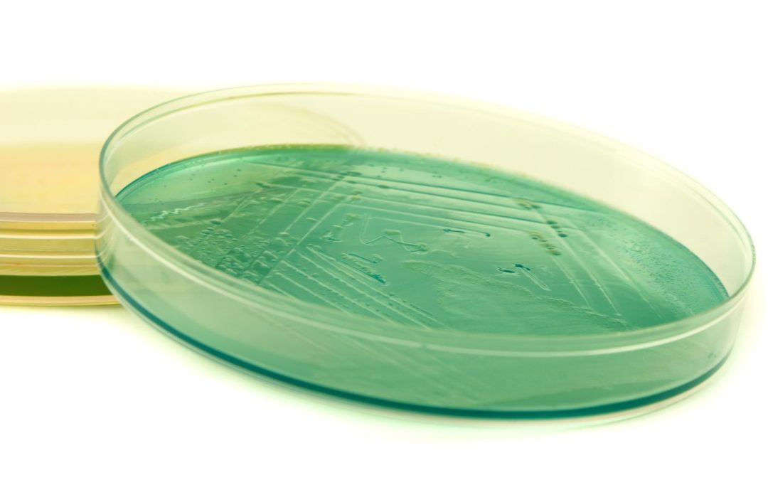 Multidrug-resistant Pseudomonas aeruginosa